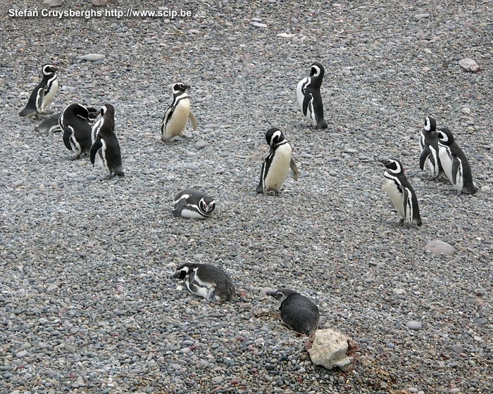 Punta Tombo - Pinguins  Stefan Cruysberghs